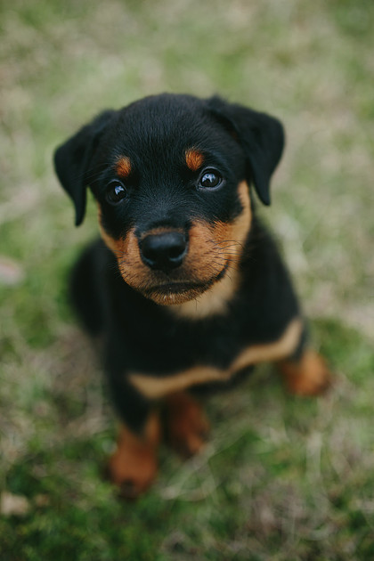 Jennifer Cochran Photography | North Carolina | Rottie Baby